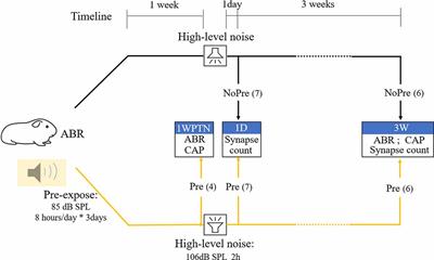 Pre-exposure to Lower-Level Noise Mitigates Cochlear Synaptic Loss Induced by High-Level Noise